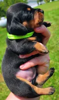 Black and tan female Green, a female Miniature Dachshund for sale in Lake City, FL – 3 of 5