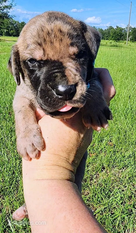 Brindle merle male – Great Dane puppy for sale in Lake City, FL