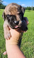 Brindle merle male, a male Great Dane for sale in Lake City, FL – 1 of 6
