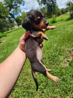 Black and tan pink collar female, a female Miniature Dachshund for sale in Lake City, FL – 6 of 7