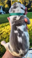 Blue fawn harlequin male, a male Great Dane for sale in Lake City, FL – 3 of 8