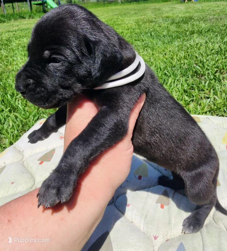Black female – Great Dane puppy for sale in Lake City, FL