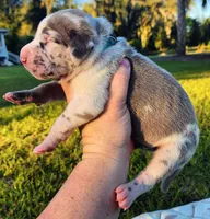 Blue fawn harlequin male, a male Great Dane for sale in Lake City, FL – 8 of 8