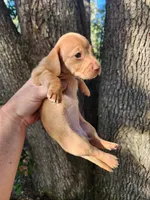 Ivory, a female Miniature Dachshund for sale in Lake City, FL – 3 of 8