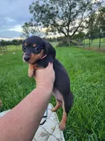 Black and tan pink collar female, a female Miniature Dachshund for sale in Lake City, FL – 3 of 7