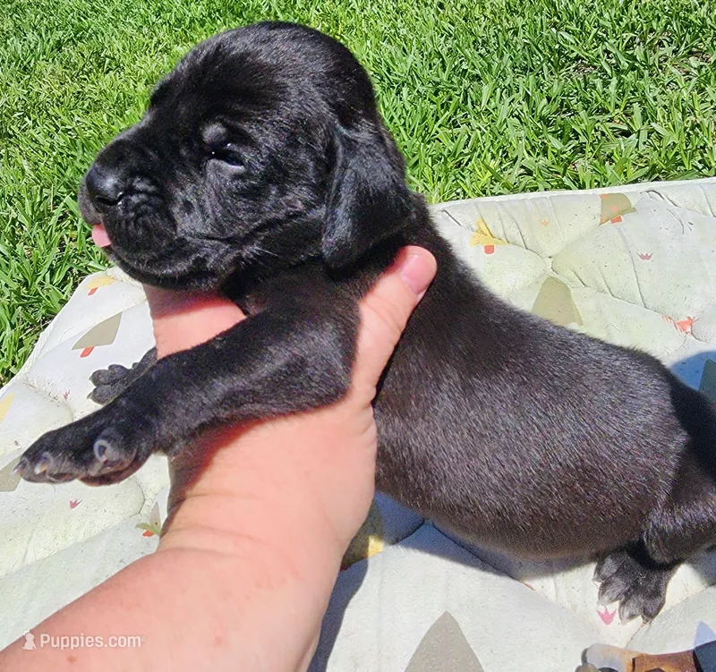Black male  – Great Dane puppy for sale in Lake City, FL
