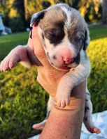 Blue fawn harlequin female, a female Great Dane for sale in Lake City, FL – 5 of 7
