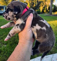 Fawn harlequin female, a female Great Dane for sale in Lake City, FL – 4 of 6