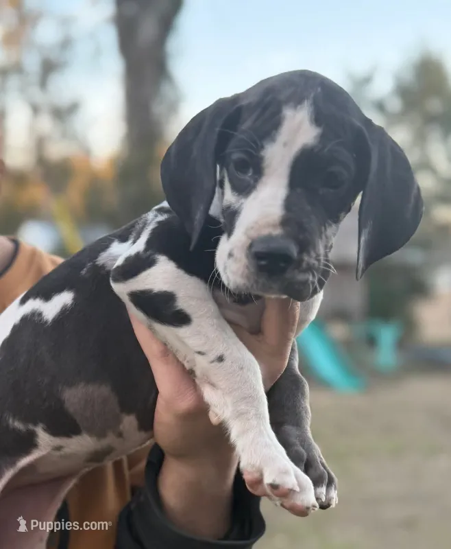 Harlequin female pink