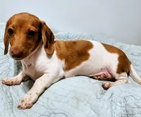 Digger, a male Miniature Dachshund for sale in Lake City, FL – 4 of 6