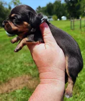 Black and tan shorthair female, a female Miniature Dachshund for sale in Lake City, FL – 5 of 5