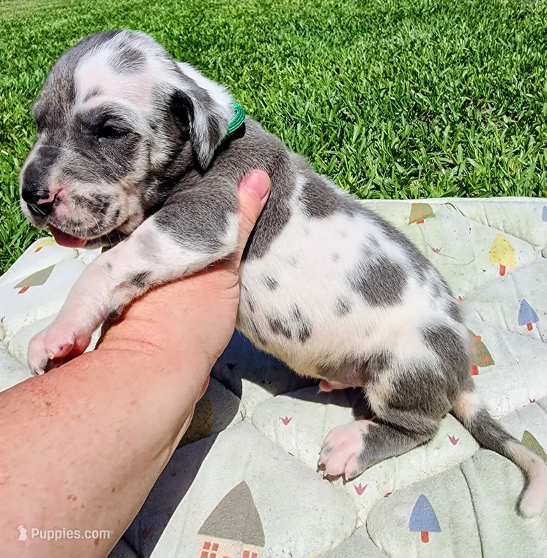 Blue harlequin male  – Great Dane puppy for sale in Lake City, FL