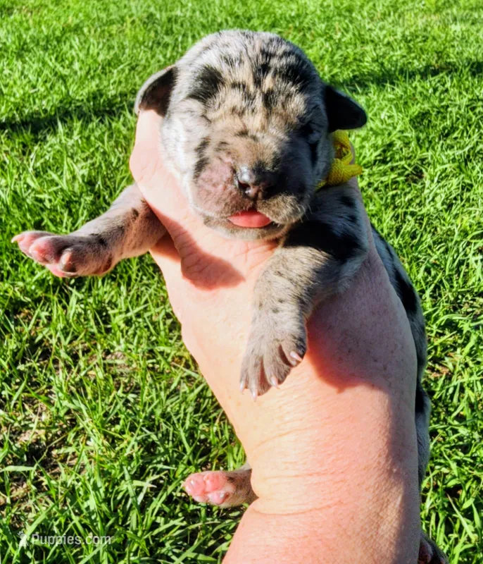 Merle female  – Great Dane puppy for sale in Lake City, FL