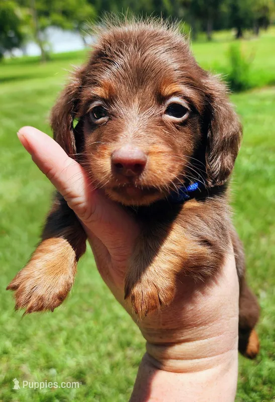 Chocolate and tan long hair male – Miniature Dachshund puppy for sale in Lake City, FL