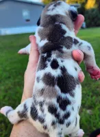 Fawn harlequin male, a male Great Dane for sale in Lake City, FL – 3 of 5
