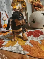 Black and tan shorthair female, a female Miniature Dachshund for sale in Lake City, FL – 6 of 6