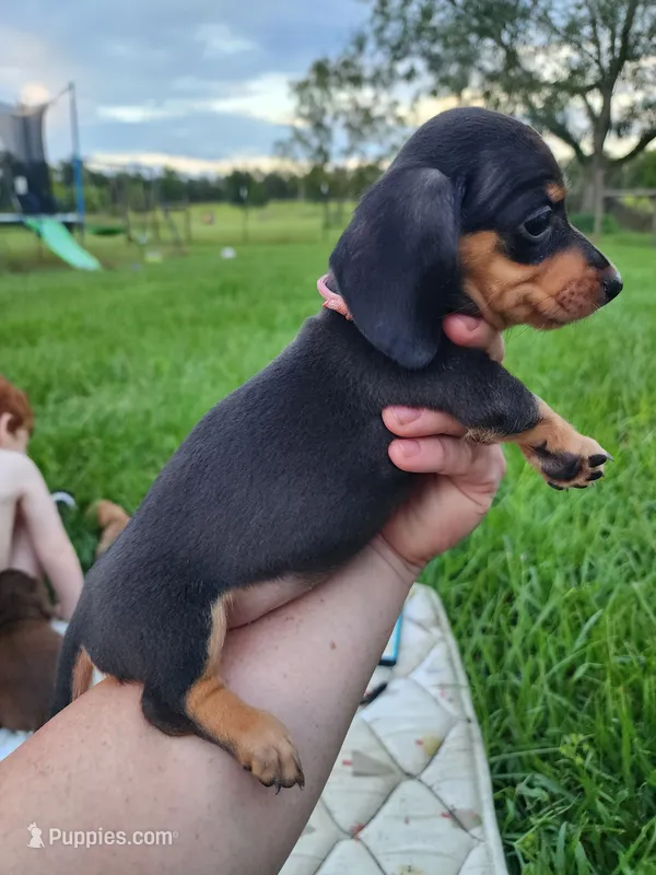 Black and tan pink collar female – Miniature Dachshund puppy for sale in Lake City, FL
