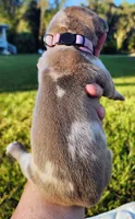 Blue fawn merle female light purple, a female Great Dane for sale in Lake City, FL – 8 of 10