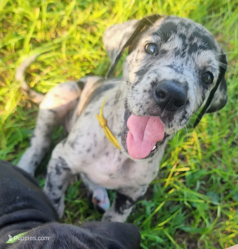 Merle female – Great Dane puppy for sale in Lake City, FL