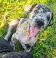 Merle female, a female Great Dane for sale in Lake City, FL – 1 of 1