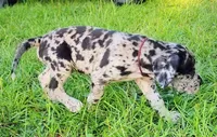 Merle male, a male Great Dane for sale in Lake City, FL – 2 of 4