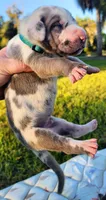 Blue fawn harlequin male, a male Great Dane for sale in Lake City, FL – 5 of 8