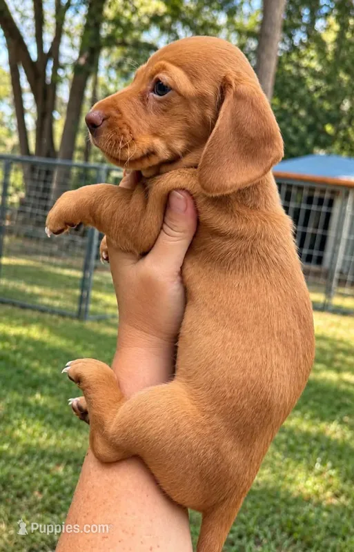 Ivory – Miniature Dachshund puppy for sale in Lake City, FL