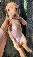 Ivory, a female Miniature Dachshund for sale in Lake City, FL – 1 of 8