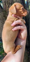 Ivory, a female Miniature Dachshund for sale in Lake City, FL – 4 of 8