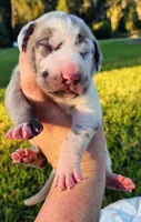 Blue fawn harlequin male, a male Great Dane for sale in Lake City, FL – 7 of 8