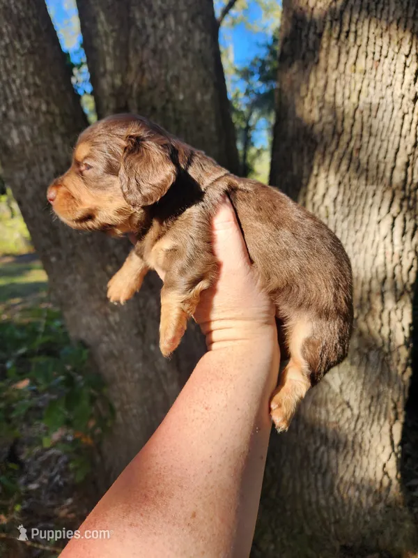 Chocolate and tan long hair male – Miniature Dachshund puppy for sale in Lake City, FL