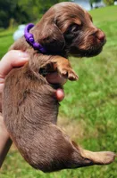 Chocolate and tan long hair female, a female Miniature Dachshund for sale in Lake City, FL – 3 of 5
