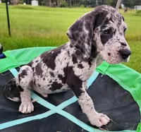 Merle male, a male Great Dane for sale in Lake City, FL – 4 of 9