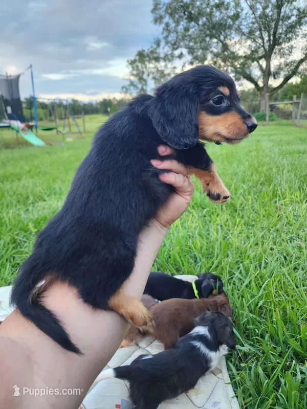 Long hair black and tan male – Miniature Dachshund puppy for sale in Lake City, FL