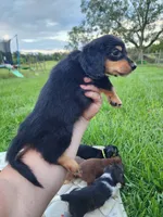 Long hair black and tan male, a male Miniature Dachshund for sale in Lake City, FL – 1 of 5