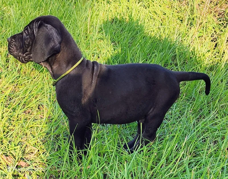 Black male – Great Dane puppy for sale in Lake City, FL