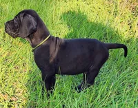 Black male , a male Great Dane for sale in Lake City, FL – 2 of 8