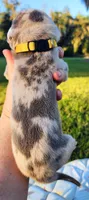 Blue fawn merle male, a male Great Dane for sale in Lake City, FL – 3 of 6