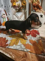 Black and tan shorthair female, a female Miniature Dachshund for sale in Lake City, FL – 4 of 6