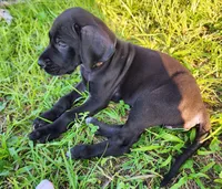 Black female, a female Great Dane for sale in Lake City, FL – 5 of 7