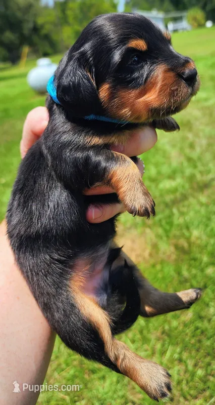 Long hair black and tan male – Miniature Dachshund puppy for sale in Lake City, FL