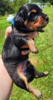 Long hair black and tan male, a male Miniature Dachshund for sale in Lake City, FL – 1 of 1