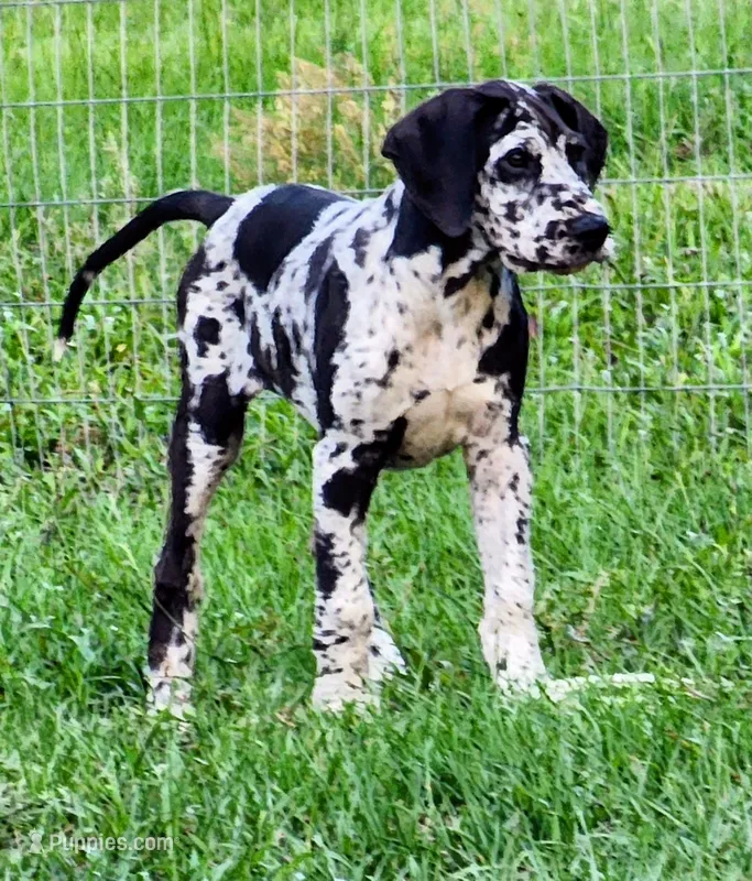 Ash – Great Dane puppy for sale in Lake City, FL