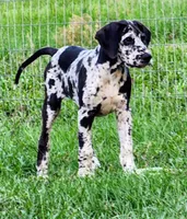 Ash, a female Great Dane for sale in Lake City, FL – 1 of 2