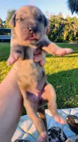 Fawn merle male, a male Great Dane for sale in Lake City, FL – 3 of 7