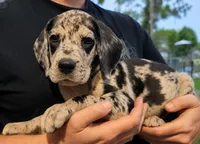 Merle male, a male Great Dane for sale in Lake City, FL – 9 of 9