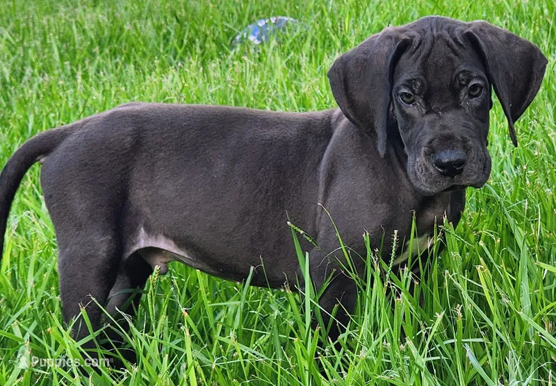Black Male – Great Dane puppy for sale in Lake City, FL