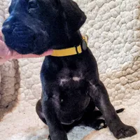 Black female yellow, a female Great Dane for sale in Lake City, FL – Photo 6 of 8