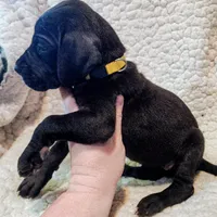 Black female yellow, a female Great Dane for sale in Lake City, FL – Photo 5 of 8