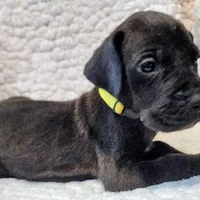 Black female yellow, a female Great Dane for sale in Lake City, FL – Photo 2 of 8